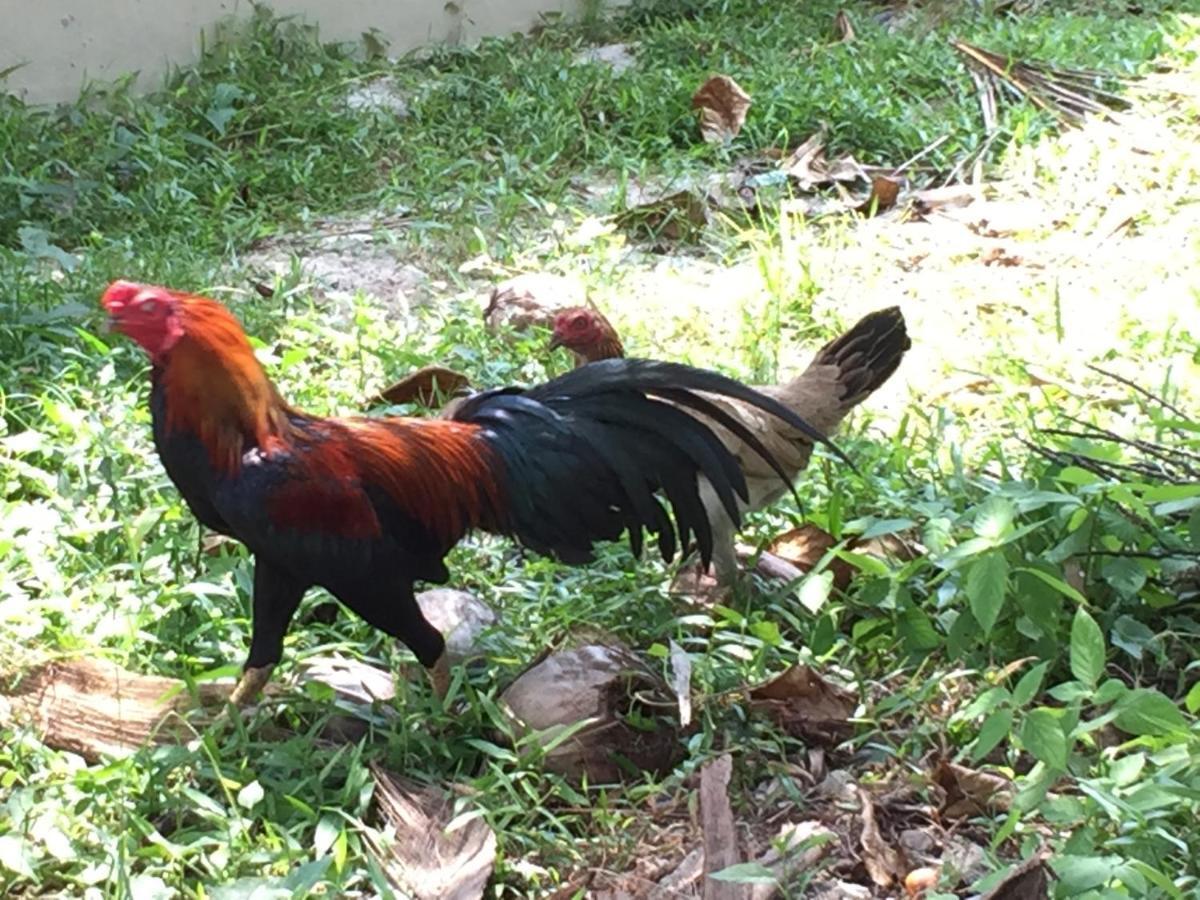 Experience Island Heritage Home Pantai Kok Eksteriør billede
